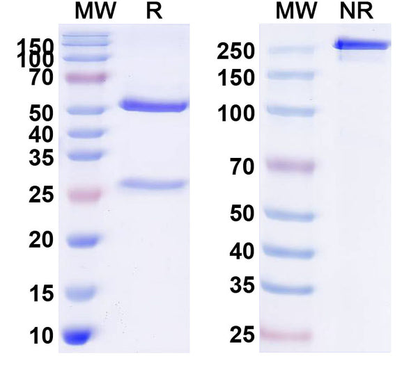 SDS-PAGE for Anti-Human CD158/KIR Antibody (NKVFS1)