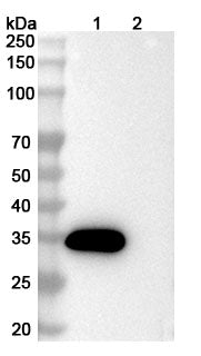 SDS-PAGE for InVivoMAb Anti-Human CCL11/Eotaxin (Iv0081).