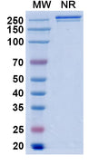 Anti-Human CCL11/Eotaxin Reference Antibody (Bertilimumab) – Figure 1 of 1