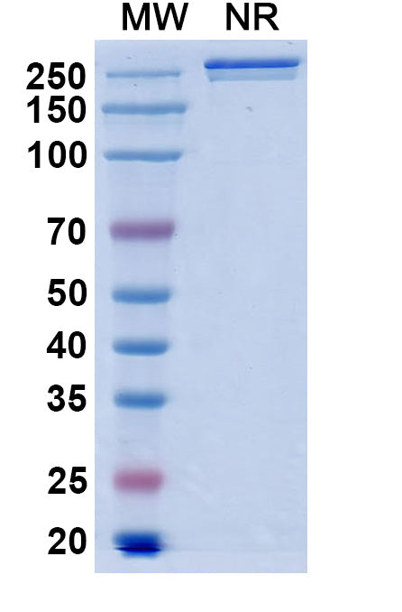Anti-Human CCL11/Eotaxin Reference Antibody (Bertilimumab) – Figure 1 of 1