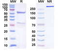 SDS-PAGE for Anti-Human CCL11/Eotaxin Antibody (SAA0458)
