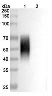 Western blot analysis was performed using anti-CD86/B7-2  monoclonal antibody at 1ug/mL on various samples.
Lane 1: recombinant human CD86/B7-2  (Catalog No: HW776011)
Lane 2: negative control