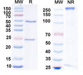 SDS-PAGE for Anti-AC8 Antibody (N208/43)