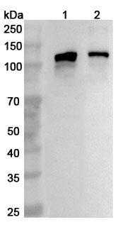 Western blot analysis was performed using anti-FLT3 polyclonal antibody at 1ug/mL on various samples.
Lane 1: Mouse brain lysate
Lane 2: Rat brain lysate