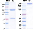 SDS-PAGE for InVivoMAb Anti-Human THPO (Iv0056)