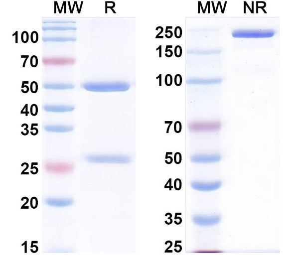 SDS-PAGE for InVivoMAb Anti-Human THPO (Iv0056)