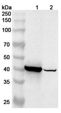 Western blot analysis was performed using anti-TNNT2 polyclonal antibody at 1ug/mL on various samples.
Lane 1: Mouse heart lysate
Lane 2: Rat heart lysate