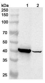 Western blot analysis was performed using anti-TNNT2 polyclonal antibody at 1ug/mL on various samples.
Lane 1: Mouse heart lysate
Lane 2: Rat heart lysate