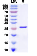 Recombinant Human PSEN2 Protein, N-His-KSI