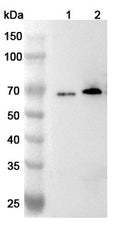 Western blot analysis was performed using anti-FUS polyclonal antibody at 1ug/mL  on various samples.
Lane 1: N2A cell lysate
Lane 2: HepG2 cell lysate
