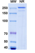 Anti-Human CD96 Reference Antibody (Nelistotug) – Figure 1 of 1