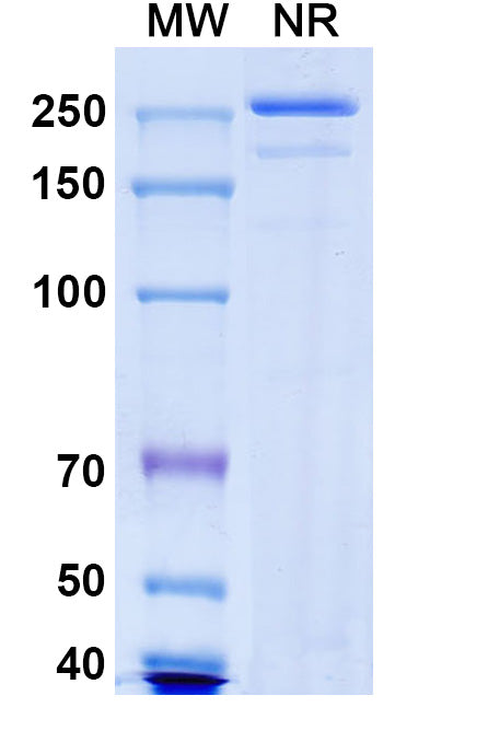 Anti-Human CD96 Reference Antibody (Nelistotug) – Figure 1 of 1