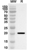 Western blot analysis was performed using anti-Human MAP2K6 polyclonal antibody at 1ug/mL on recombinant Human MAP2K6 (Catalog No. HW837012).