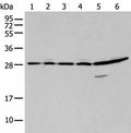 SFN Polyclonal Antibody – Figure 1 of 3