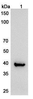 Western blot analysis was performed using anti-ATXN3 polyclonal antibody at 1μg/ml on various samples.
Lane 1: Mouse liver lysate