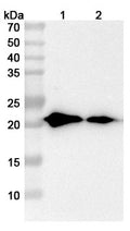 Western blot analysis was performed using anti-AP1S2 polyclonal antibody at 1ug/mL  on various samples.
Lane 1: Mouse lung lysate