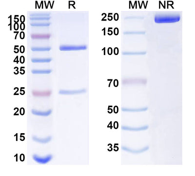 SDS-PAGE for Anti-ACTB/β-actin/Beta Actin Antibody (SAA0339).