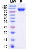 Recombinant Human CD87/PLAUR/uPAR Protein, C-Fc