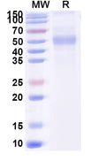 Recombinant Human CD87/PLAUR/uPAR Protein, C-His