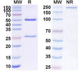 SDS-PAGE for Anti-Human CD87/PLAUR/suPAR Antibody (ATN615)