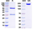 SDS-PAGE for Anti-Human CD87/PLAUR/uPAR Antibody (8B12)