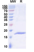 SDS-PAGE for Anti-Human CD156a/ADAM8 Nanobody (SAA1215)