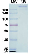 Anti-Human FCRN Reference Antibody (Orilanolimab) – Figure 1 of 1