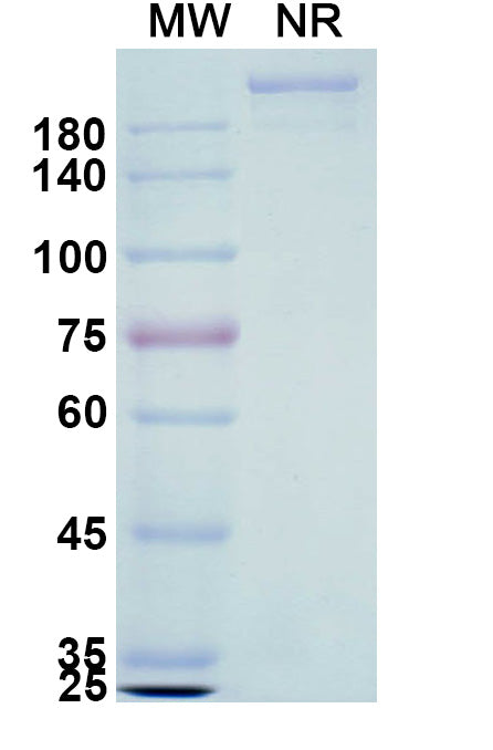 Anti-Human FCRN Reference Antibody (Orilanolimab) – Figure 1 of 1