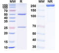 Anti-Human FCRN Reference Antibody (Rozanolixizumab) – Figure 1 of 1