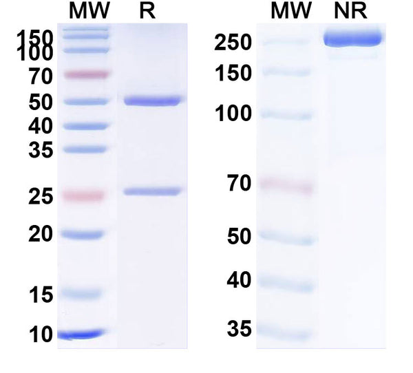 Anti-Human FCRN Reference Antibody (Rozanolixizumab) – Figure 1 of 1