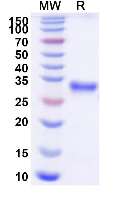 Research Grade Efgartigimod – Figure 1 of 1