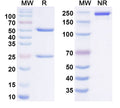 Anti-Human FCRN Reference Antibody (Imeroprubart) – Figure 1 of 1