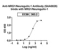SDS-PAGE for Anti-NRG1/Neuregulin-1 Antibody (SAA0828)