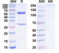 SDS-PAGE for Anti-TUBA1B/Alpha Tubulin Antibody (SAA0528).