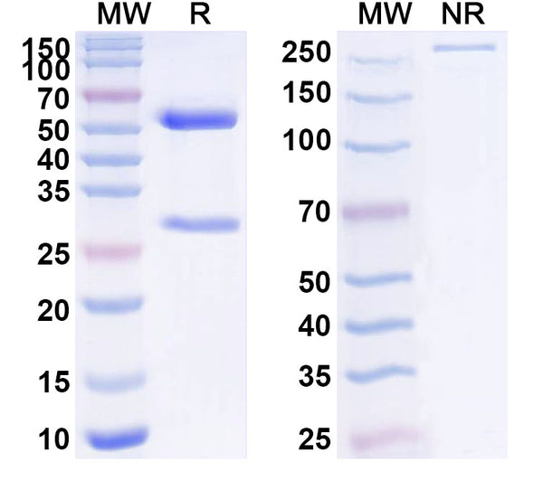 SDS-PAGE for Anti-TUBA1B/Alpha Tubulin Antibody (SAA0528).