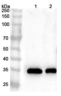 Western blot analysis was performed using anti-MFAP4 polyclonal antibody at 1ug/mL  on various samples.
Lane 1: Mouse lung lysate
Lane 2: Rat lung lysate