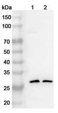 Western blot analysis was performed using anti-Claudin 18.2 polyclonal antibody at 1ug/mL on various samples.
Lane 1: Rat lung lysate
Lane 2: Rat heart lysate