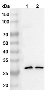 Western blot analysis was performed using anti-Claudin 18.2 polyclonal antibody at 1ug/mL on various samples.
Lane 1: Rat lung lysate
Lane 2: Rat heart lysate