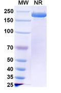 Anti-Human Claudin-18 Reference Antibody (Zolbetuximab) – Figure 1 of 2