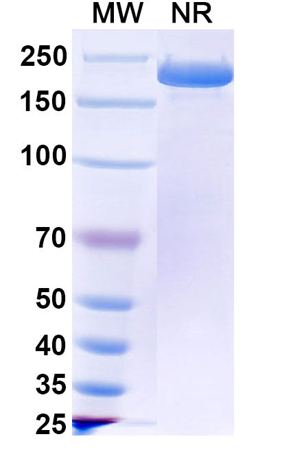 Anti-Human Claudin-18 Reference Antibody (Zolbetuximab) – Figure 1 of 2