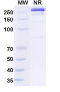 Anti-Human Claudin-18 Reference Antibody (Osemitamab) – Figure 1 of 1
