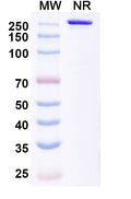 Anti-Human Claudin-18 Reference Antibody (Tecotabart) – Figure 1 of 1