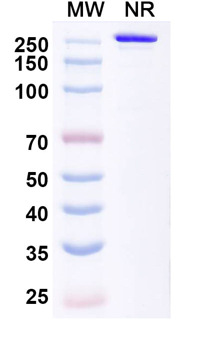 Anti-Human Claudin-18 Reference Antibody (Tecotabart) – Figure 1 of 1