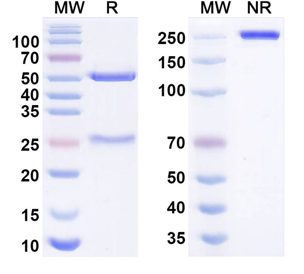 Anti-Human Claudin-18.2 Reference Antibody (Garetatug) – Figure 1 of 1
