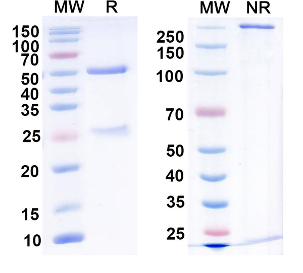 Anti-Human Claudin-18.2 Reference Antibody (Elatatug) – Figure 1 of 1