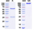 Anti-Human Claudin-18.2 Reference Antibody (Gaspantatug) – Figure 1 of 1