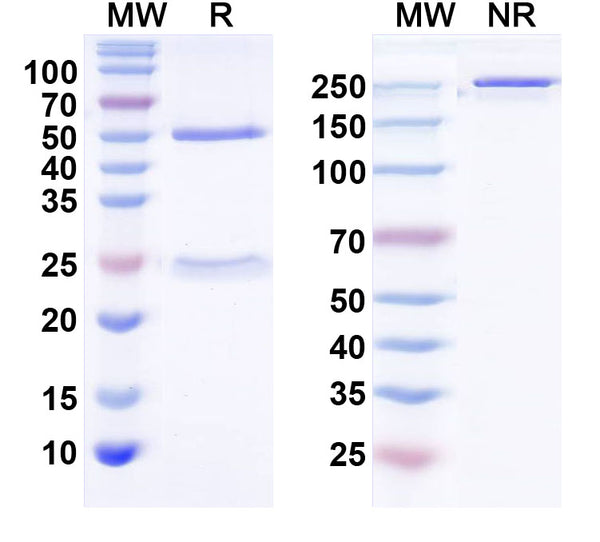 SEC-HPLC detection for InVivoMAb Anti-Human CX3CL1/Fractalkine (ABV0123).