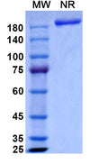 Anti-Human CX3CL1/Fractalkine Reference Antibody (Quetmolimab) – Figure 1 of 1