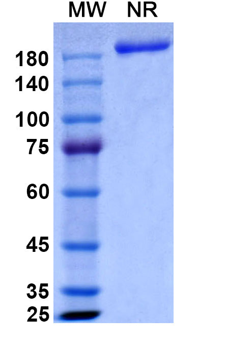 Anti-Human CX3CL1/Fractalkine Reference Antibody (Quetmolimab) – Figure 1 of 1