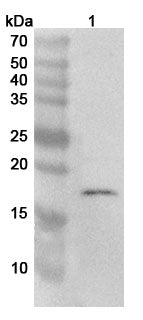 Western blot analysis was performed using anti-CDKN2D polyclonal antibody at 1ug/mL on various samples.
Lane 1: Jurkat cell lysate